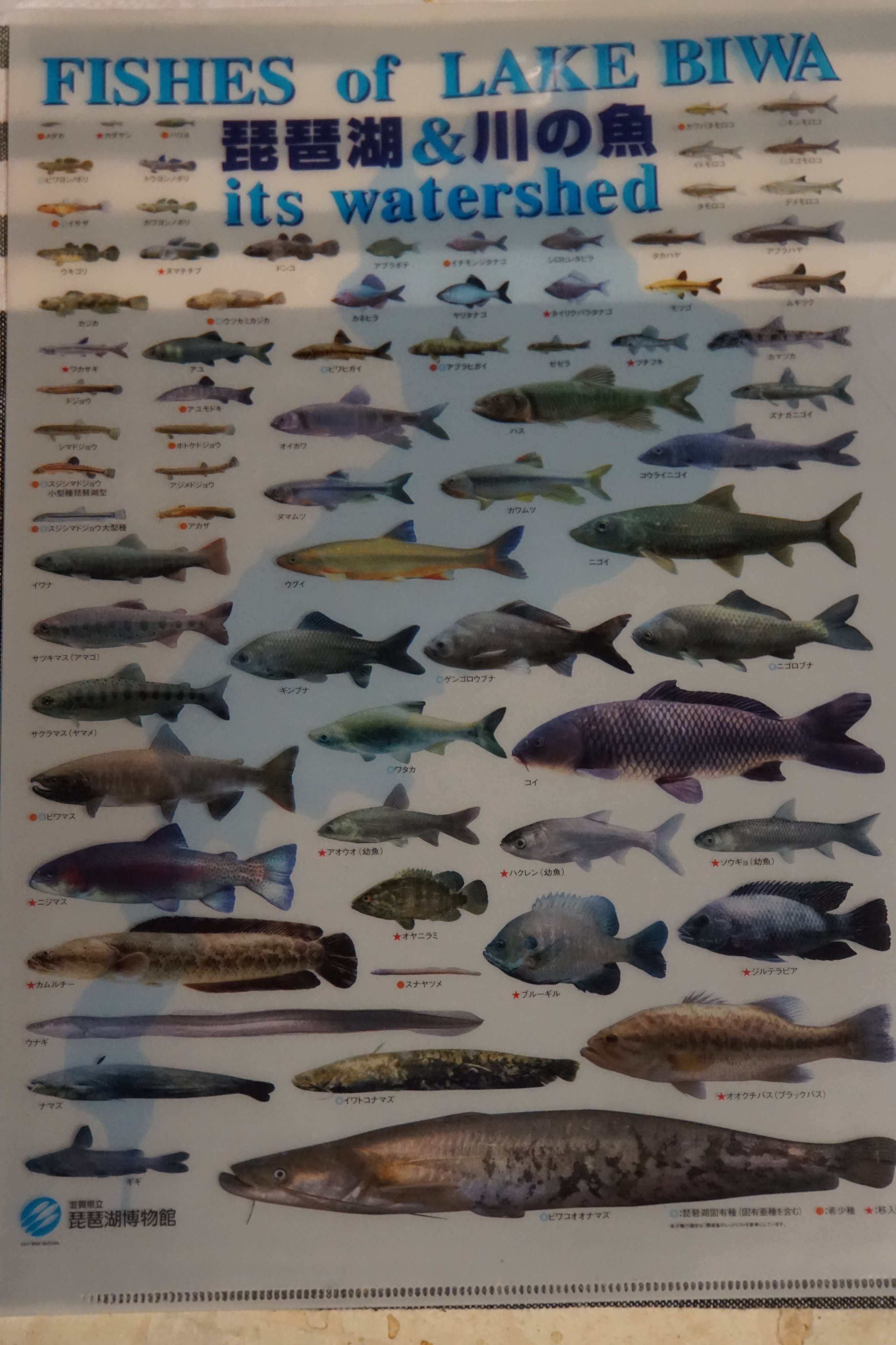 花桃 Pa Twitter 帰省から帰ってきてまずしたのが 約10年前に家族で行った琵琶湖博物館で買ってもらった琵琶湖 川の魚 クリアファイルの確認 見にくいですが 固有種 希少種 移入種で印がつけられています 琵琶湖博物館 T Co Uaatuaij5p Twitter