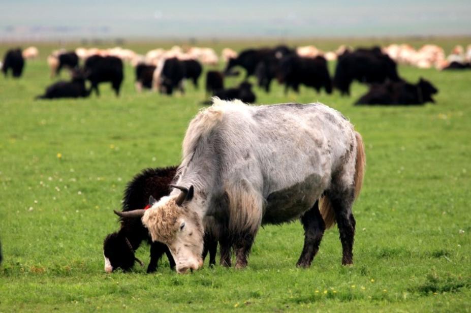 Mongolia976's tweet photo. Mongolia is beautiful &amp; amazing country...#mongolia #beautiful #wild https://t.co/aVA0hBBB0H