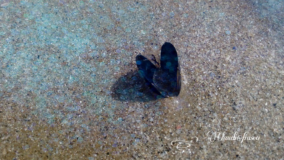 merdeme67's tweet photo. The transport head in the sand by opening his arms to the air blue #seacallingyou #happysmile #photography https://t.co/acU6gqmetl
