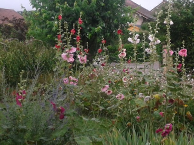 yetidevins's tweet photo. Elle n'est pas belle cette nature ? Moisson de roses trémières vues du salon. Rien d'organisé. Re-semage naturel. https://t.co/QlevE1rgMr