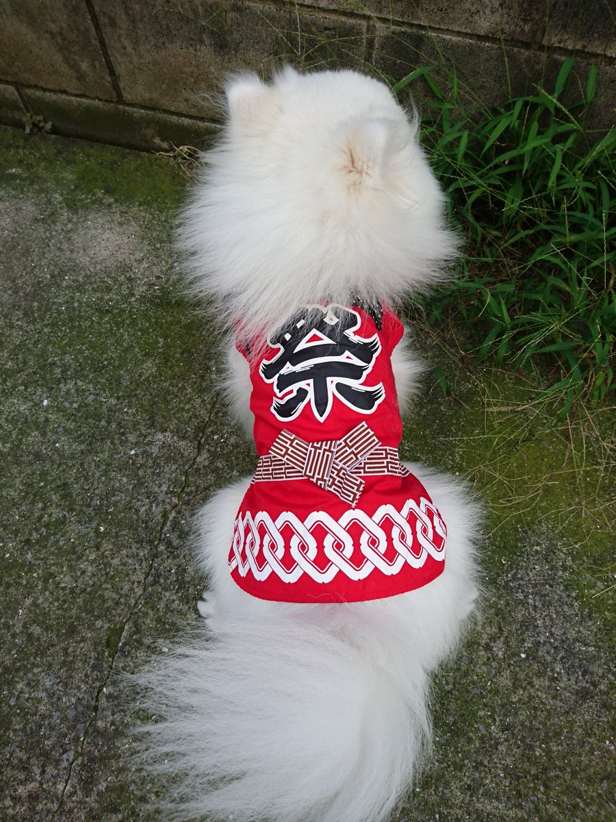 hkb3tanpopo's tweet photo. これから船橋のお祭り行ってきます!
#日本スピッツ #小さな日本スピッツ #スピッツ #犬 #夏祭り #祭 #JapaneseSpitz #MinimumJapaneseSpitz #JapSpitz #Spitz https://t.co/89lq7xnsAd
