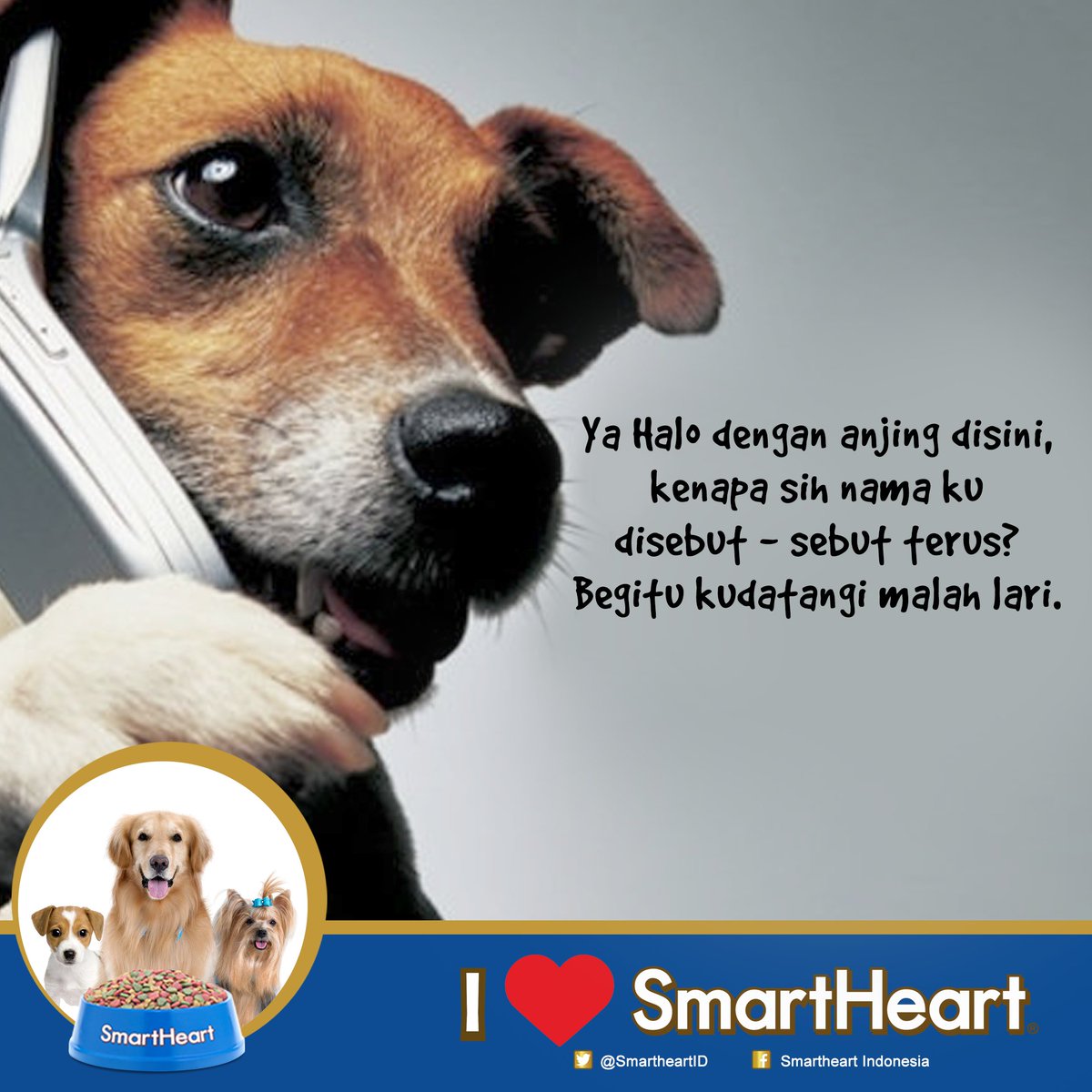 Smartheart Indonesia On Twitter Share Juga Yuk Foto Ekspresi Lucu Anjing Kesayangan Smartheart Lovers