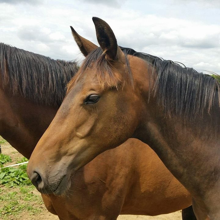 LizDiegutis's tweet photo. My yearling by #negro X #sandrohit https://t.co/9zxqCyvyzA