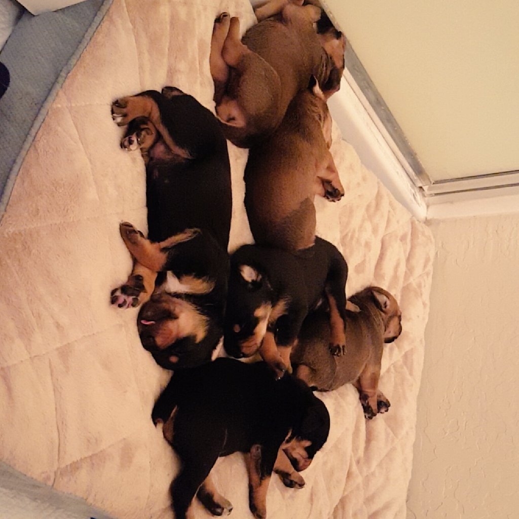 MissAlyssaUh's tweet photo. Puppies! Between PokemonGo and these babies Ive been so busy. But dontcha guys worry, I will stream Monday night :) https://t.co/nTbxKOgQWy