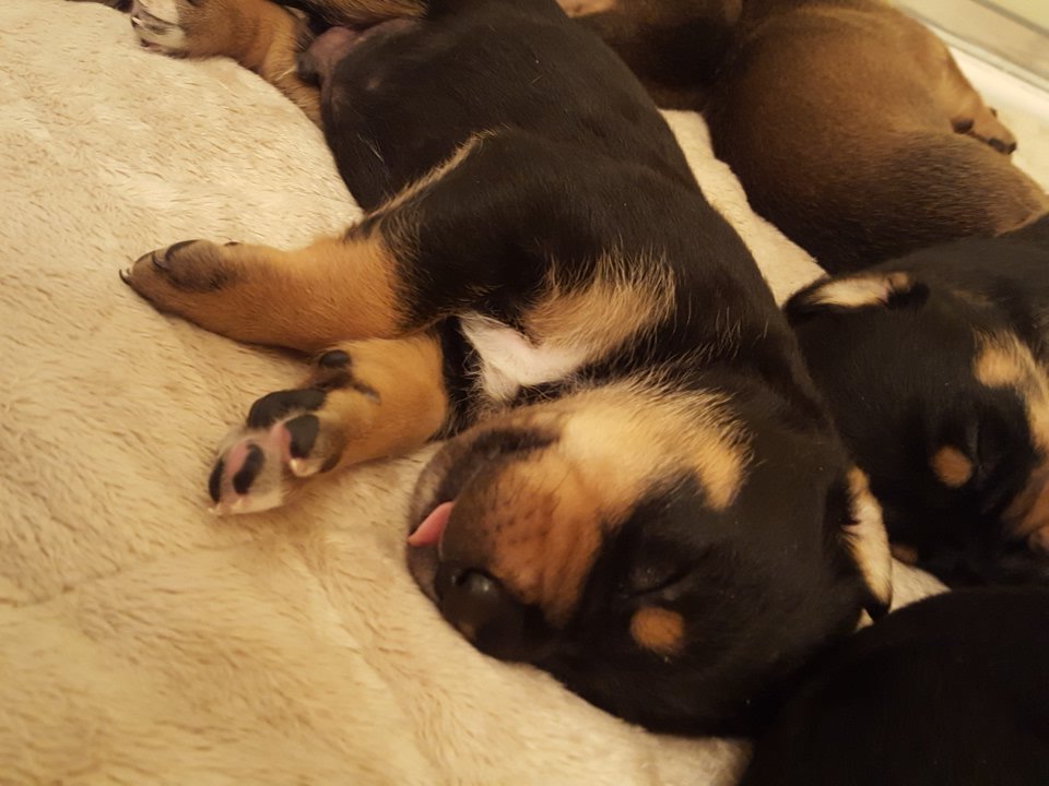 MissAlyssaUh's tweet photo. Puppies! Between PokemonGo and these babies Ive been so busy. But dontcha guys worry, I will stream Monday night :) https://t.co/nTbxKOgQWy