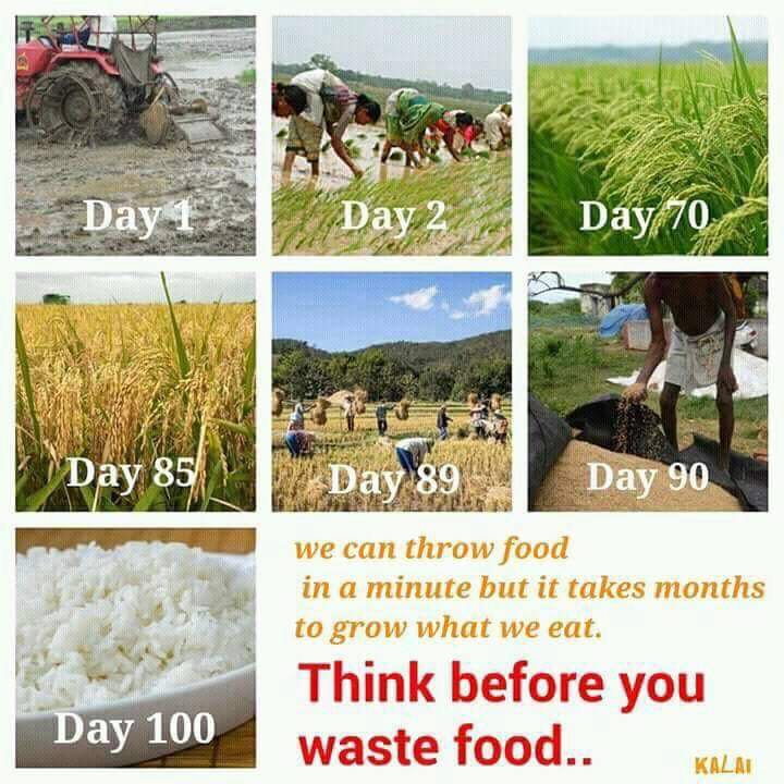Ananya Seeds (@ananyaseeds) on Twitter photo 