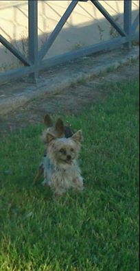 perdidosextrem1's tweet photo. lucy, #perrita #perdida en barrio Antonio Domiguez de #Badajoz. Mayor con problemas de salud.contacto: tlf 637371227 https://t.co/ARW9VwT06b