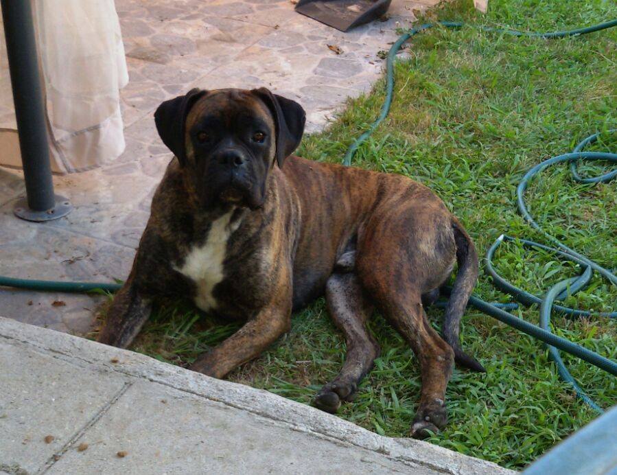 perdidosextrem1's tweet photo. Mimo, #perro boxer #robado en #Carcaboso (Caceres) chip, collar negro, cicatriz nariz. Contacto 663 16 92 85 Víctor https://t.co/xYZvspOvma