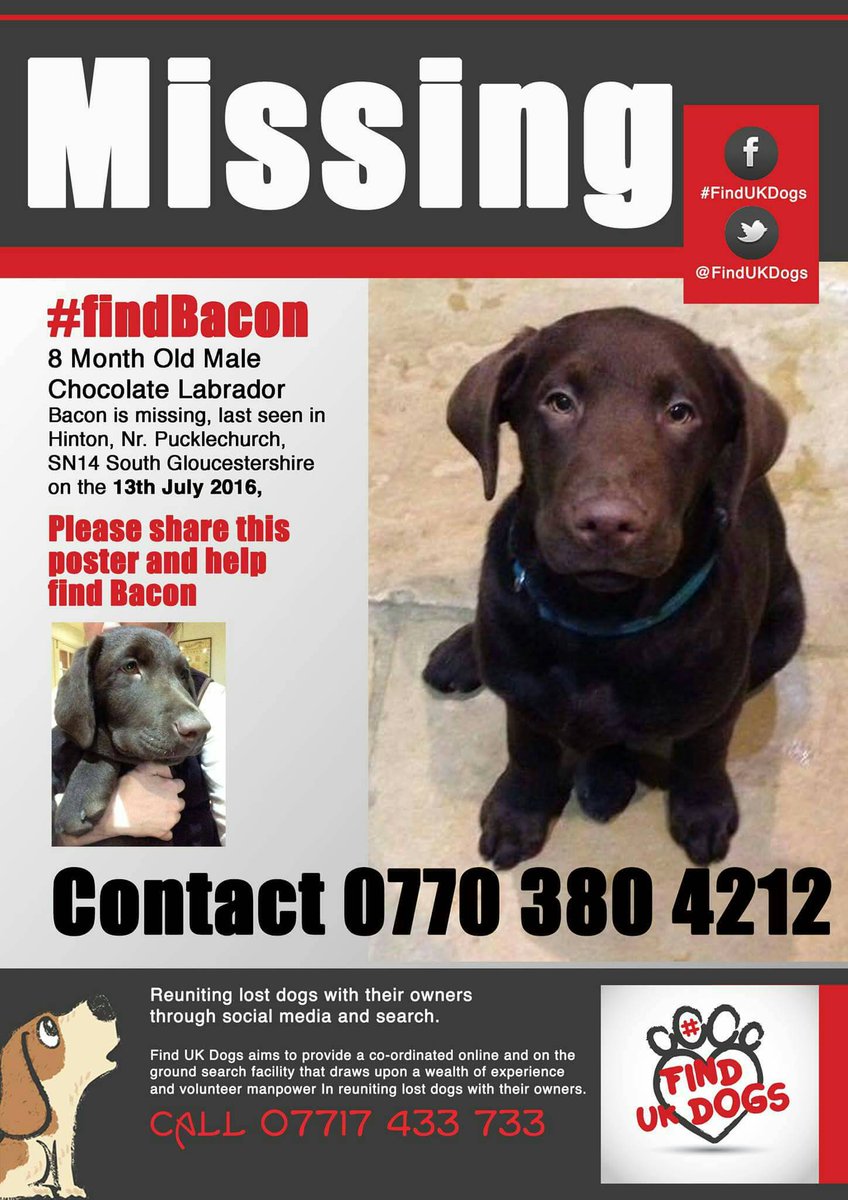 Harveysarmy1's tweet photo. Pls help @findUKDogs #FindBacon #labrador #puppy #Hinton #Bristol @FindOurPup @NiciPickering @HunnyJax @FurbabiesUk https://t.co/sW9H78YqsJ
