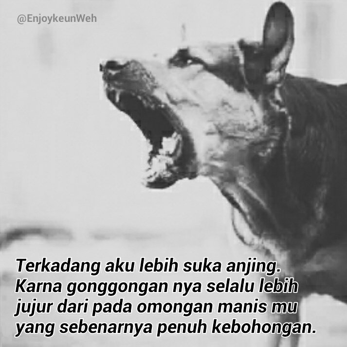EnjoykeunWeh's tweet photo. Kadang aku lebih menyukai anjing. #Pict_quotes #Enjoykeun https://t.co/S23eWKhRDS
