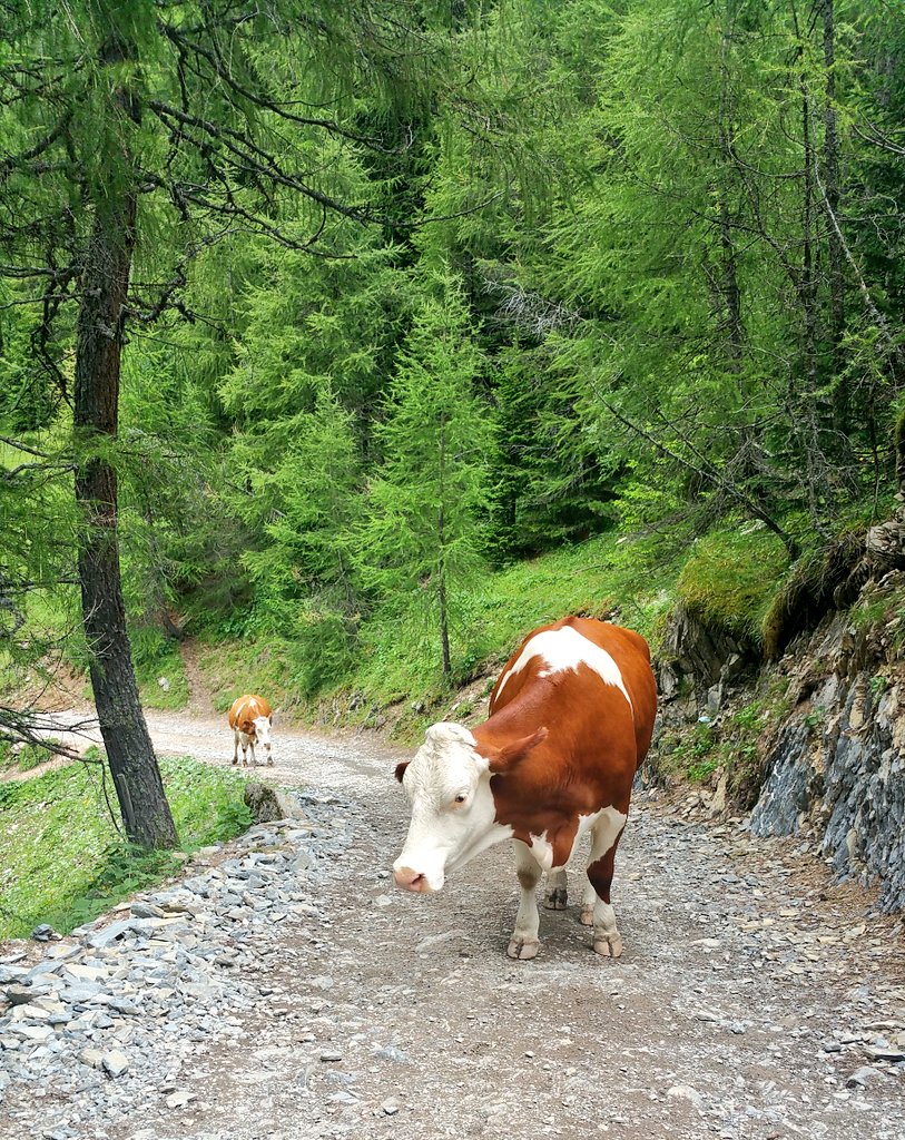 robertoanesi's tweet image. Traffico sostenuto per il rientro domenicale sui sentieri della @valdifassa! #contrin #Canazei