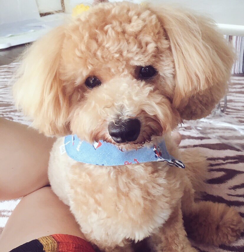 ぽんず ぽんず1歳おめでとう 綺麗にしてもらったけど おかっぱ頭に見える ˆoˆ ｗ ぽんず トイプードル ビションフリーゼ ビショプー ミックス犬 7月24日生まれ