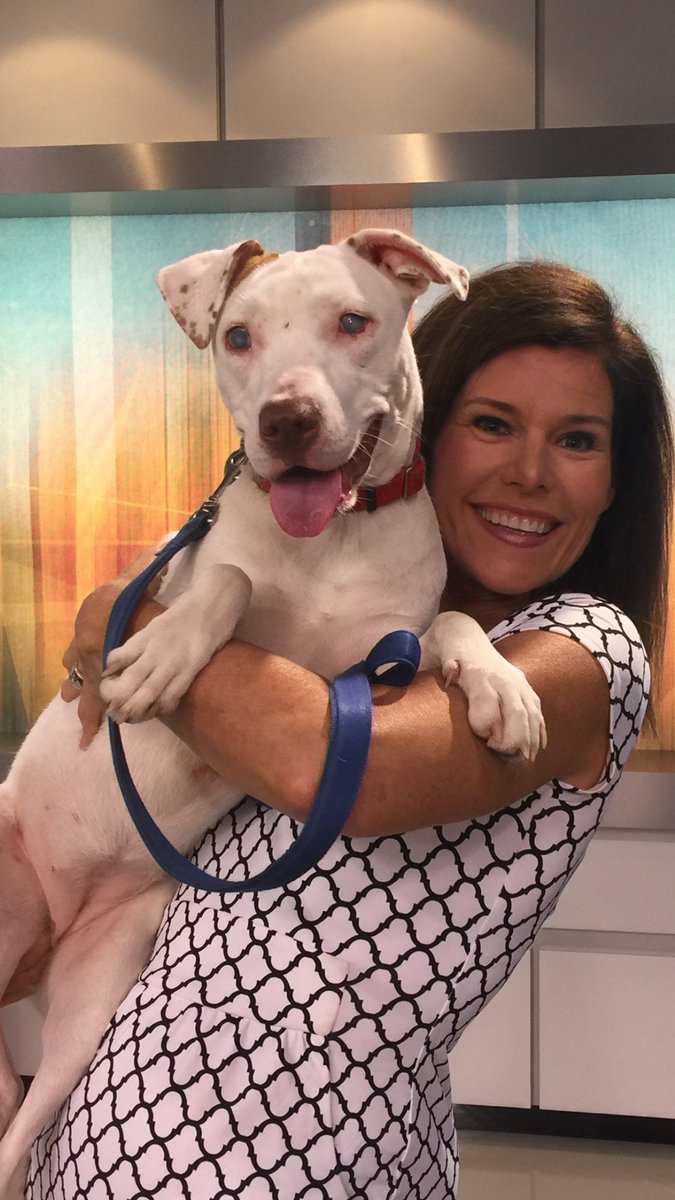 Meet Rosie Posie, completely blind and needs a good pal to hold her paw! Pet Parade in 10! #wbz