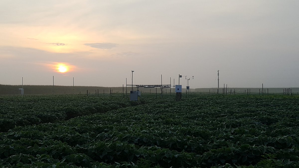 leakey77's tweet photo. Dawn sampling to measure photosynthetic responses of soybean to elevated CO2 at #soyFACE @IGBIllinois @iBioIllinois https://t.co/I2JDbHA99L