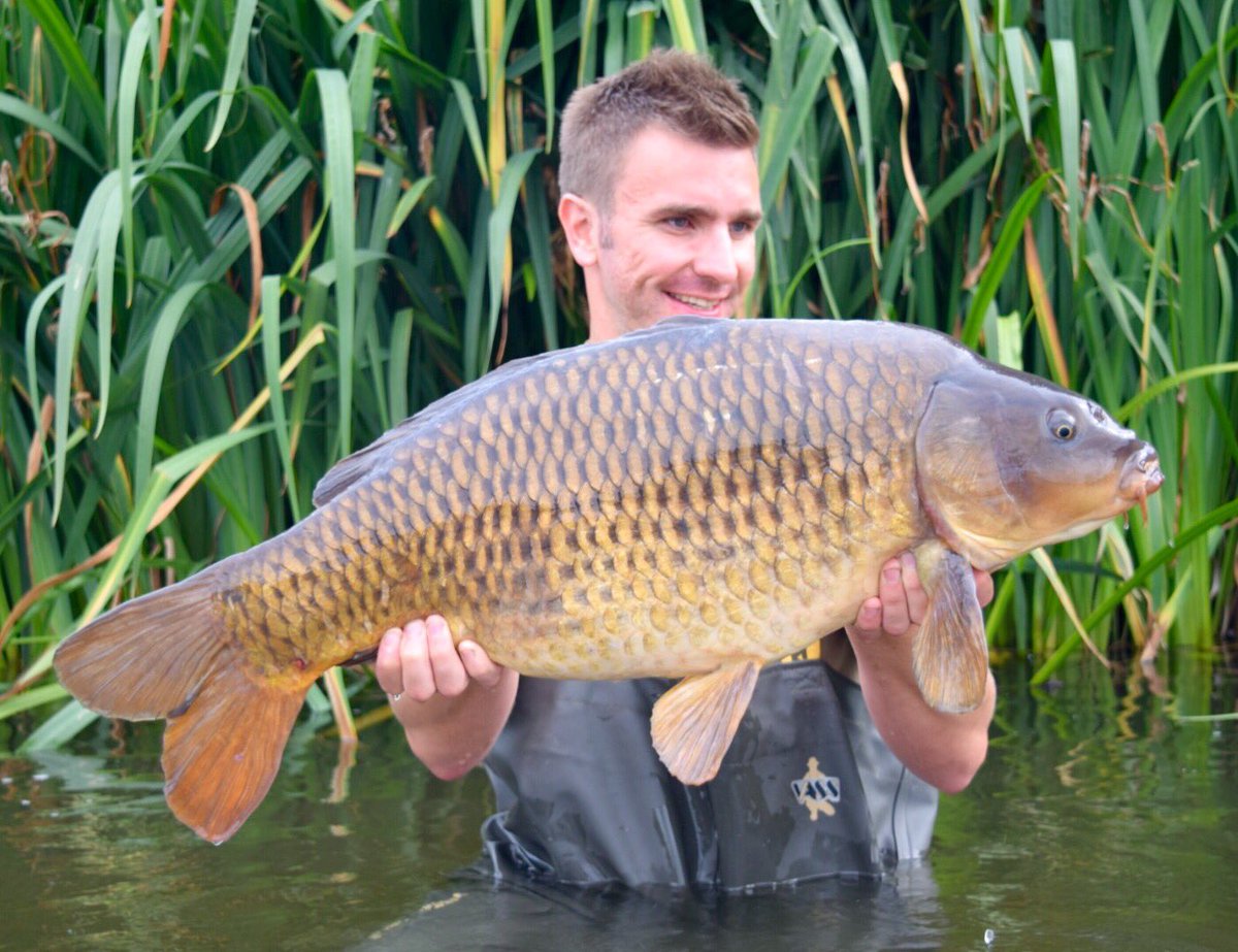 22lb 8oz of Cheshire gold
