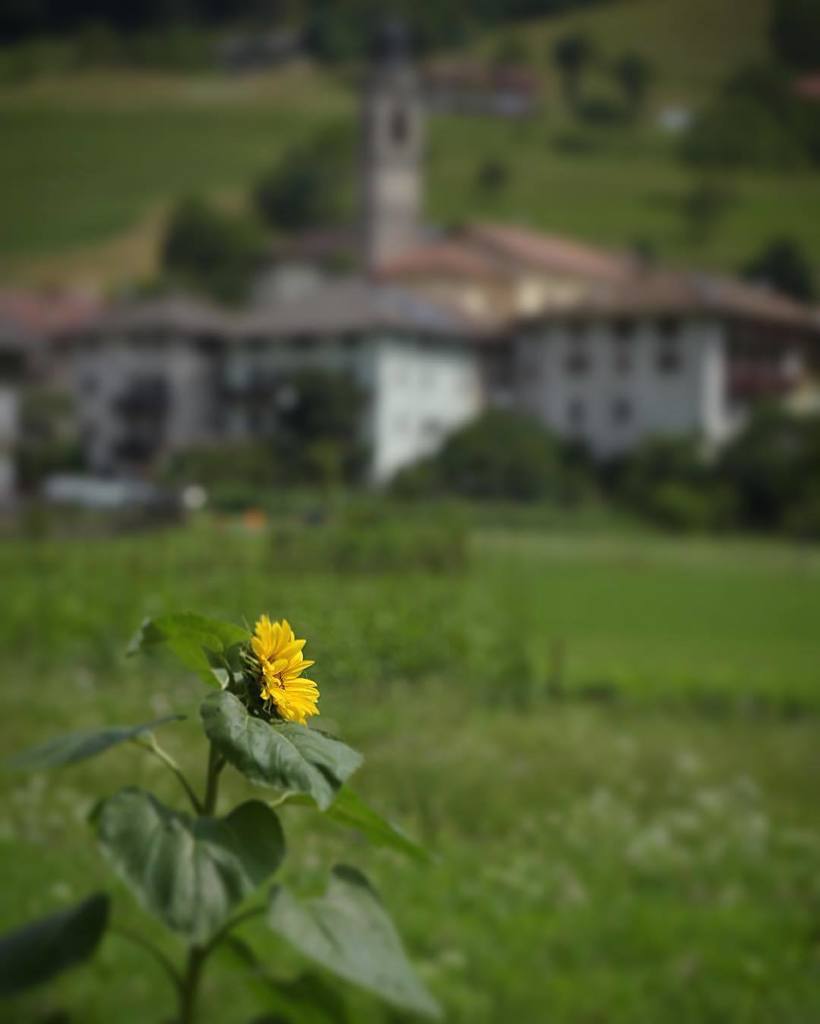 Macfan1963's tweet photo. Enguiso #valconcei #vallediledro #instaledro #girasole #flowers #yellow #natural #summer https://t.co/RojXUAprpI