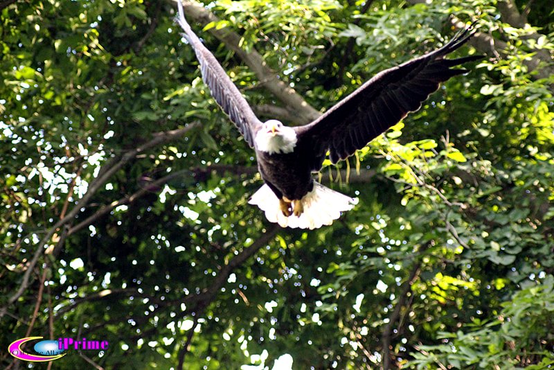 iPrimeNature's tweet photo. Eagle's taking off
#Eagle, #BaldEagle, #iPrime, #Wildlife, #iPrimeNature, #Nature, #ConowingoDam , #Maryland, https://t.co/tuztXVMRCo