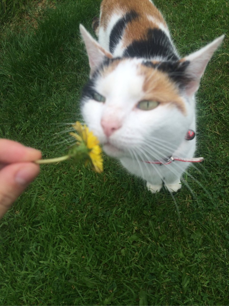 vocalwonwoo's tweet image. my cat was so graceful with the flower whereas my dog