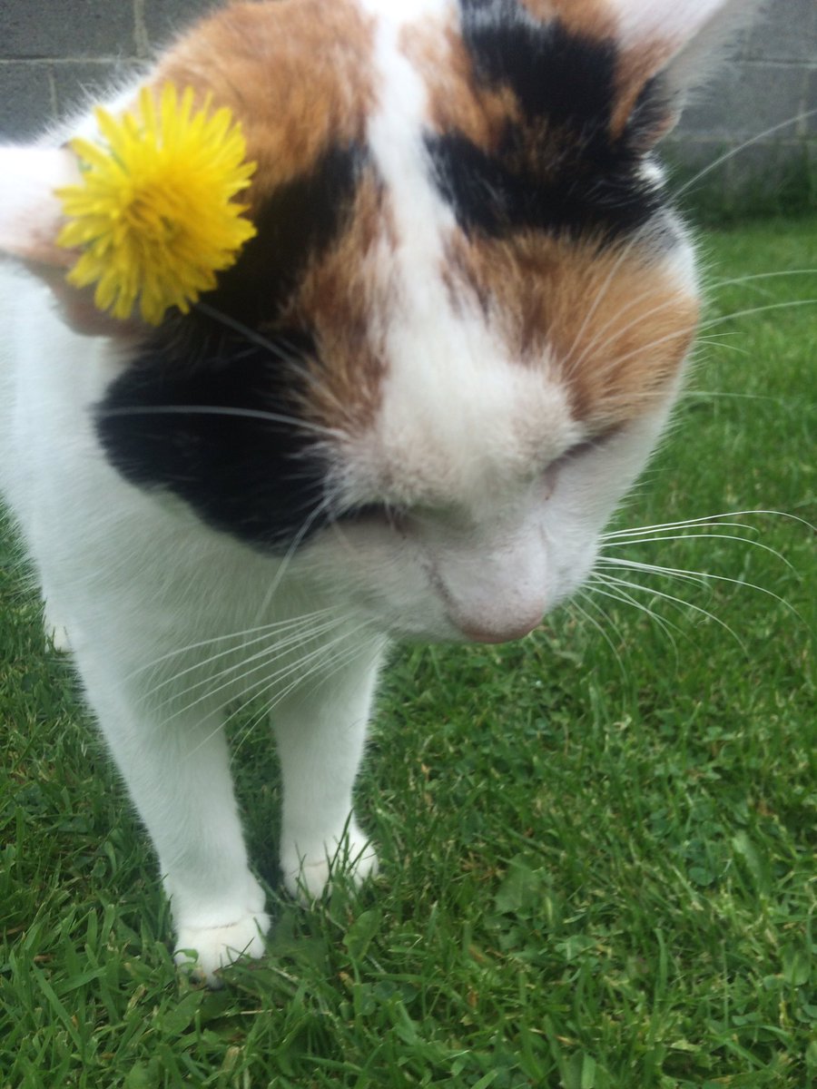 vocalwonwoo's tweet image. my cat was so graceful with the flower whereas my dog