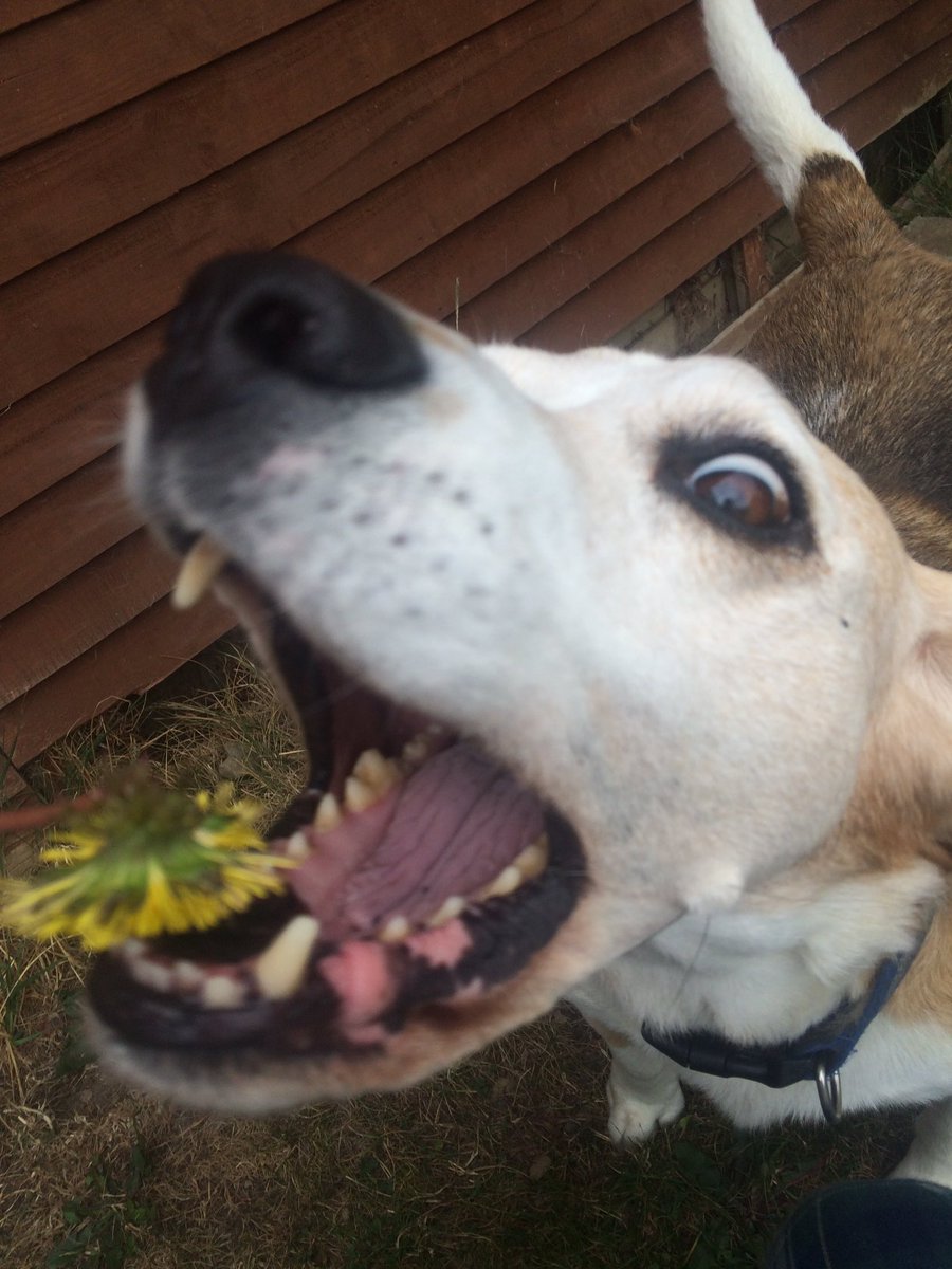 vocalwonwoo's tweet image. my cat was so graceful with the flower whereas my dog