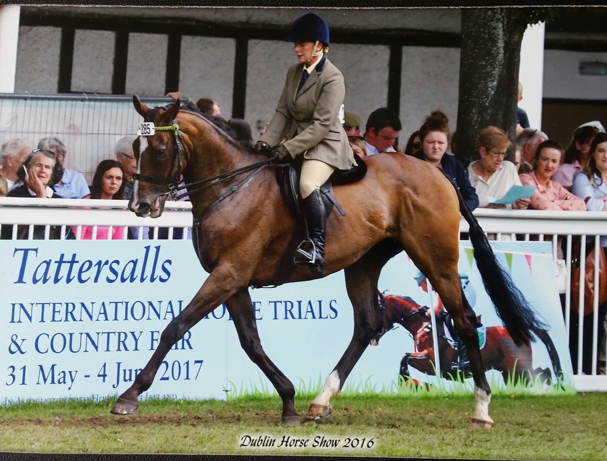 alisondalgarno's tweet photo. #zaidpour @DublinHorseShow remembering the Grade1's @LeopardstownRC @Fairyhouse at least @AP_McCoy got to ride him https://t.co/RH0ymIy9Cu