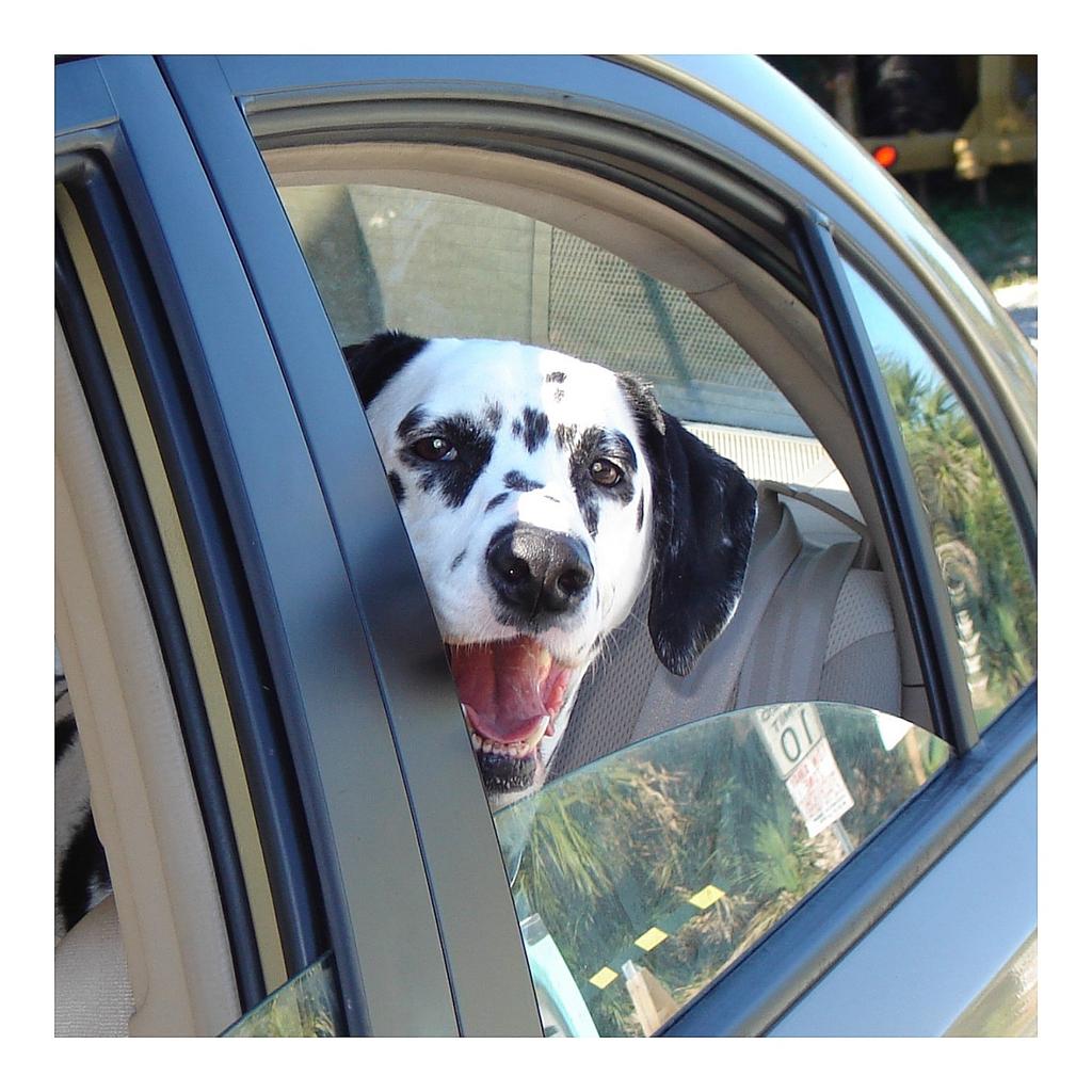 RealTeriFLA's tweet photo. @Berti_and_Ernie PaiPai, my senior rescue, ❤ to take 🚗 rides. Miss her ❤ ❤ 💘 🚗 🐕 😎 👍 💋 💋#expressivepets  #dal_nation https://t.co/rBo9woRzy8