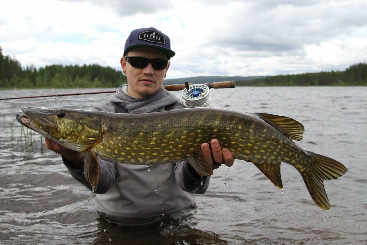JustFlyfishing's tweet photo. Pike time in the summer catched in Norway #flyfishing #pikefyfishing #pikeonfly  #flyboxcap #flyfishingadventure https://t.co/Fgc27j1gNL
