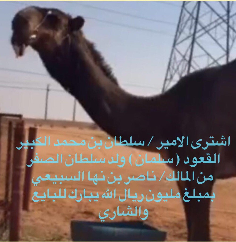 الله يبارك للبايع وشاري