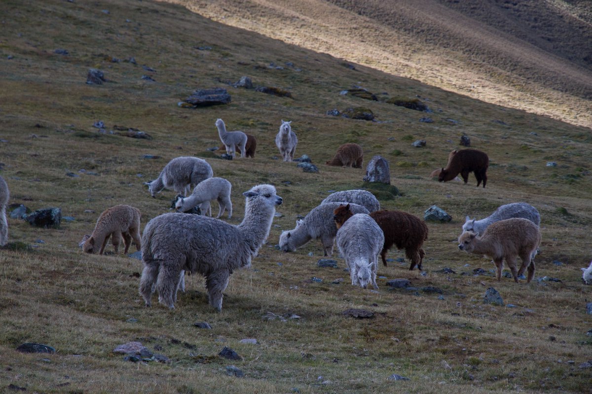 Brutally cold temperatures kill thousands of Alpacas &amp; threaten farmers in Peru: ow.ly/rRtV302uTXq