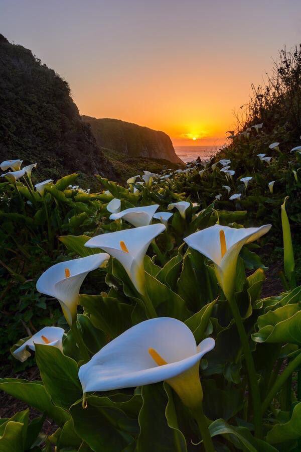 Lily filled valley off the coast of California Photography by ©Michael Brandt instagram.com/earthmagazine