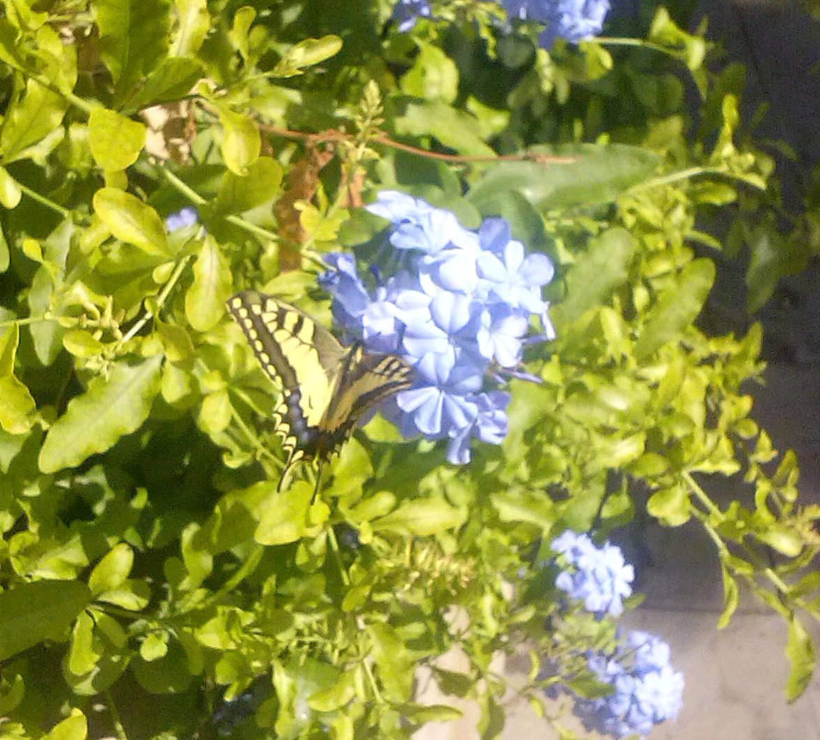 hakueiman's tweet photo. Tabun soudayo!! RT @Federica_Cobra: @hakueiman これは Papilio Machaon? https://t.co/tMSX3OdWSW
