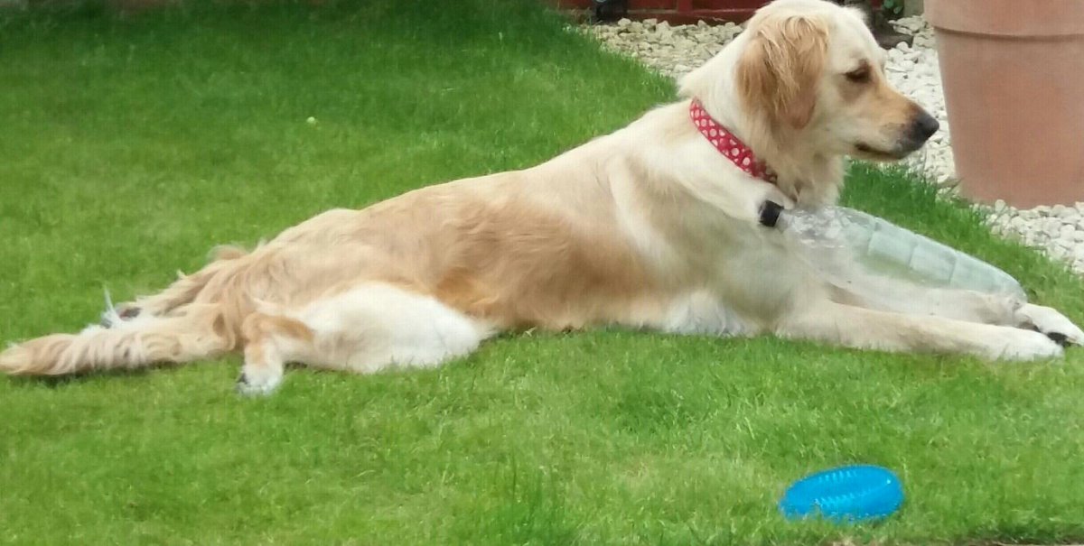 DfD_Preston's tweet photo. Ruby is chilling out prepping for another week marketing for #digsfordogs in #preston https://t.co/9RnDBFxgxT