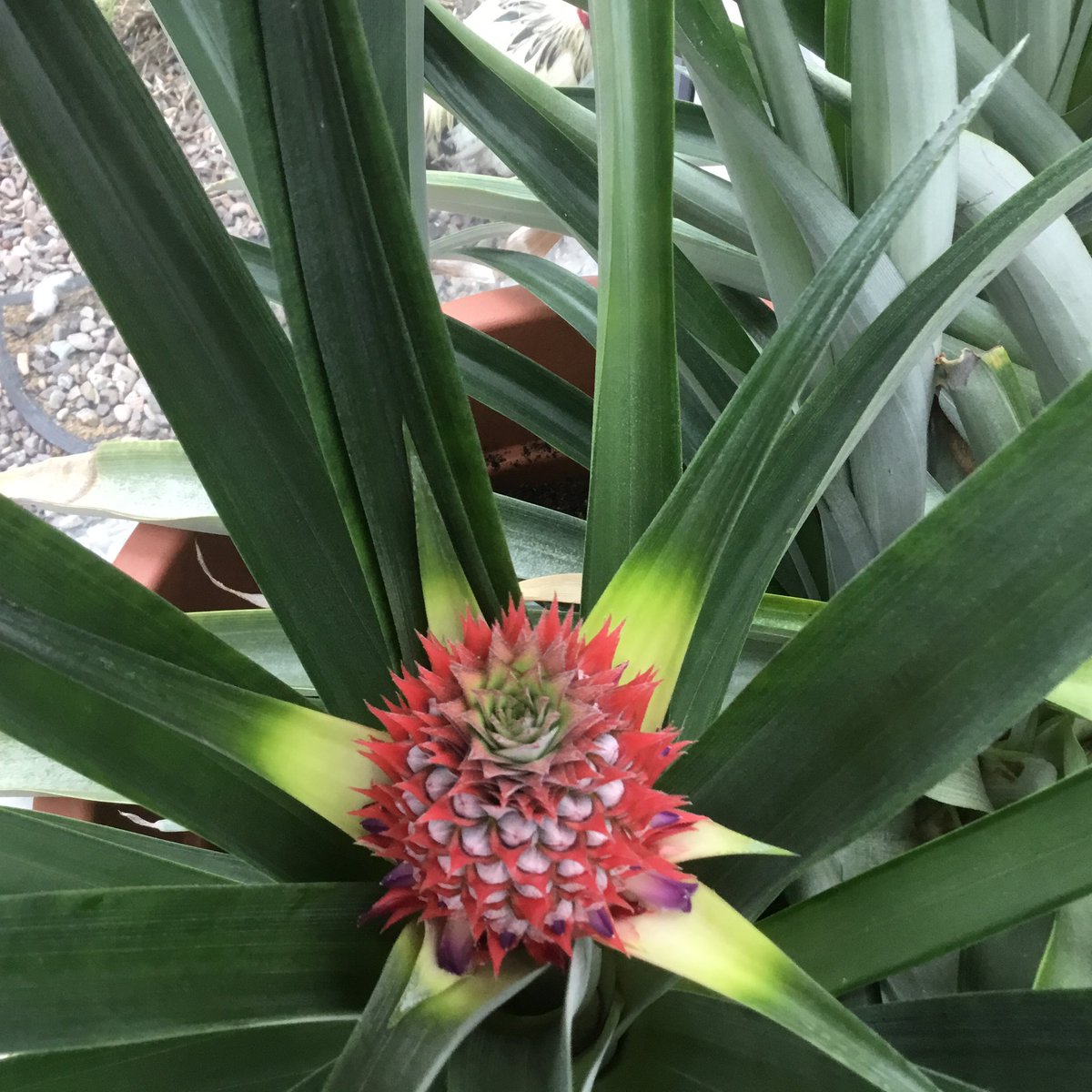 annruddy_art's tweet image. Life imitating art - pineapple bud 1939 | Georgia O'Keeffe
