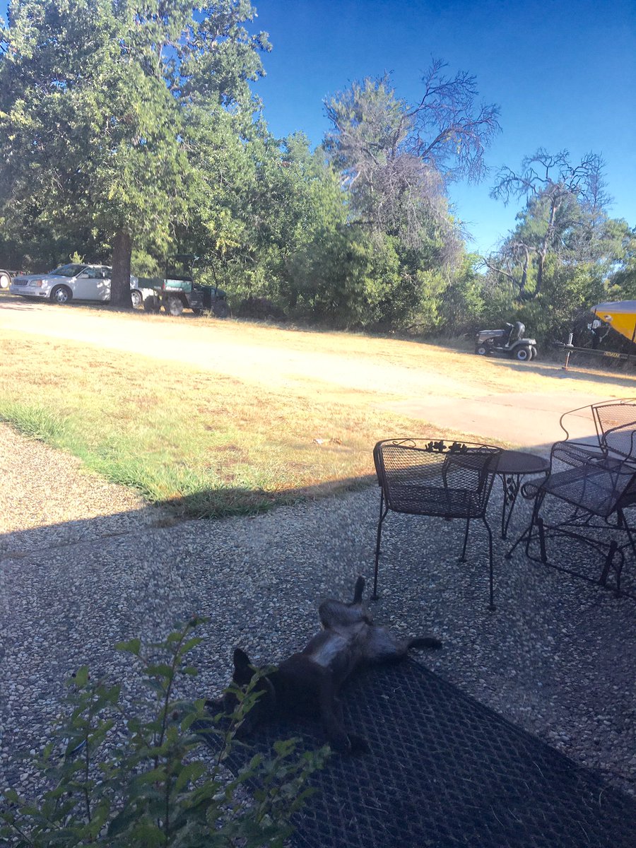 plexus1510's tweet image. My dog Hurshey was sleeping in this FUNNY pose. #AMTC16 #makingGoodBOLDER