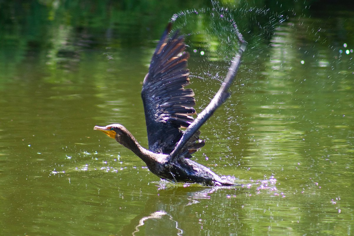 RareAnglesPhoto's tweet photo. Cool Shot! Neat Bird! Tampa. #rareanglesphotography #photooftheday https://t.co/7dgnaigNdB