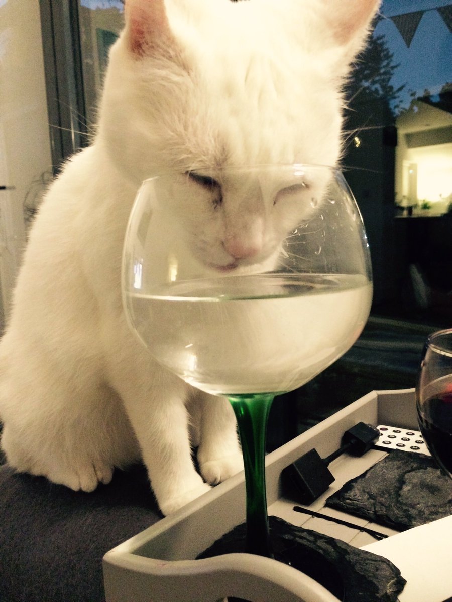stepsistercats's tweet photo. Summer is thirsty work https://t.co/XvKRE0FrLw