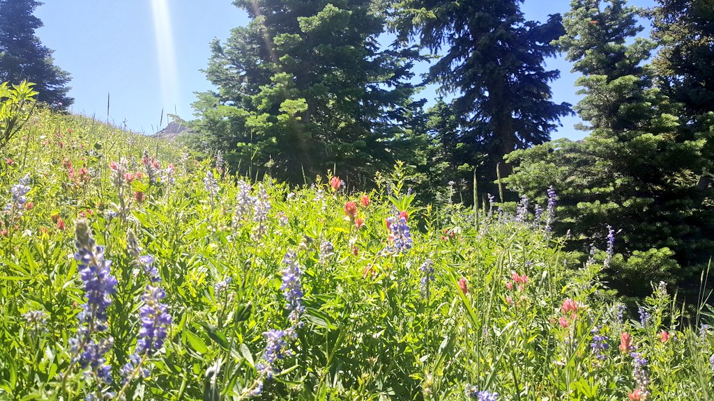 Albion Basin 🐝🌲 #utahisrad #adventuretillwedie