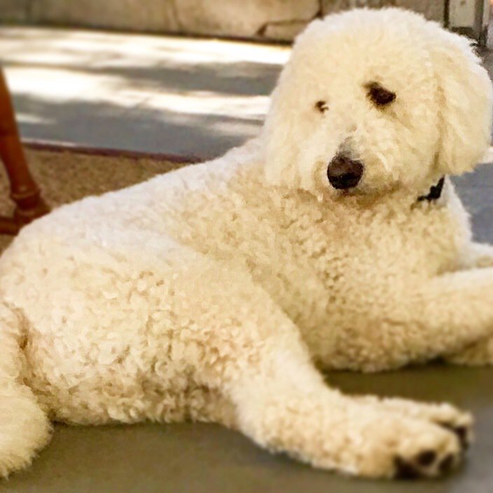 Wag_Street's tweet photo. Lazy Sunday Mornings at Wag Street 🐶☀️💤 #longisland #wantagh #lisummers https://t.co/cDXlwwK70P