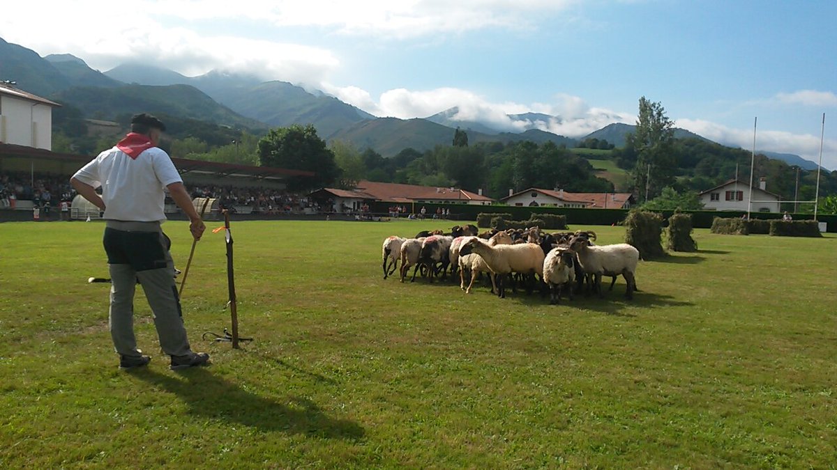 F3euskalherri's tweet photo. Qui remportera le 41e Championnat du P.Basque de chiens de bergers ? Le suspense est entier à #Baigorry https://t.co/oKF7MCpHmK