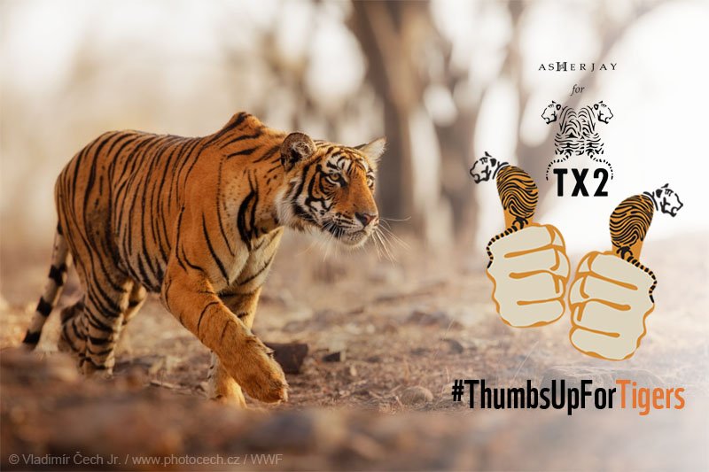 When we protect wild tigers, we protect so much more. Give a #ThumbsUpForTigers 🐯 🐯