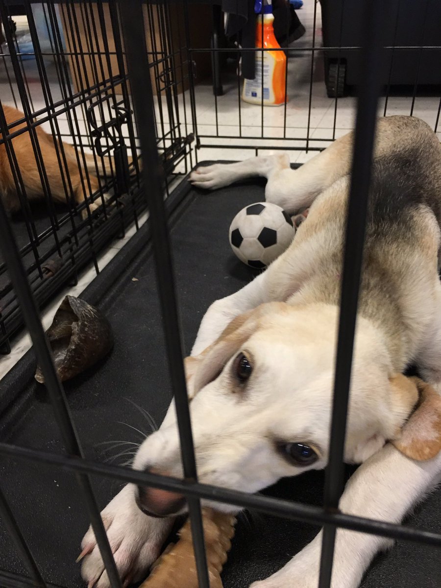 PetSmart307's tweet photo. Are you stopping by? Kelli is hosting our Treat Tasting Event, and our Meet the Pet Stylist event! Free goodies! https://t.co/EiYkJbxWnW