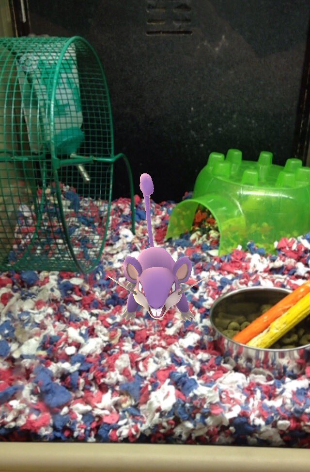 PetSmart's tweet photo. Lovin' the #PokemonGO pics! Keep sharing them with us. We'll feature some of our faves! (📷: @Gamma_the_First) https://t.co/TnH1Uald1h