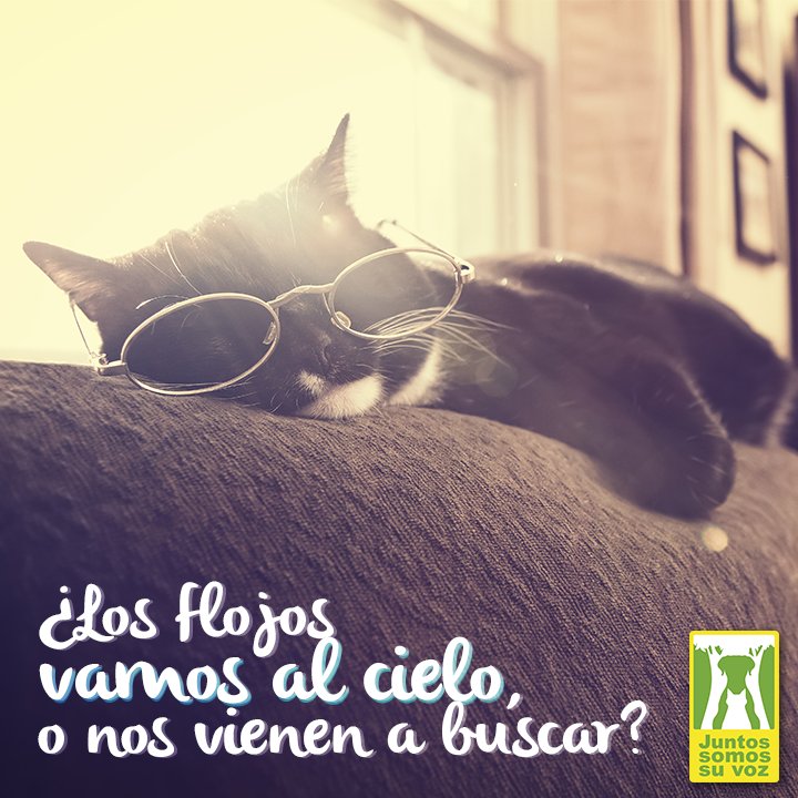 Cd_Mascotas's tweet photo. Tengo una duda….
#JSSV https://t.co/ppu9zSYu0n