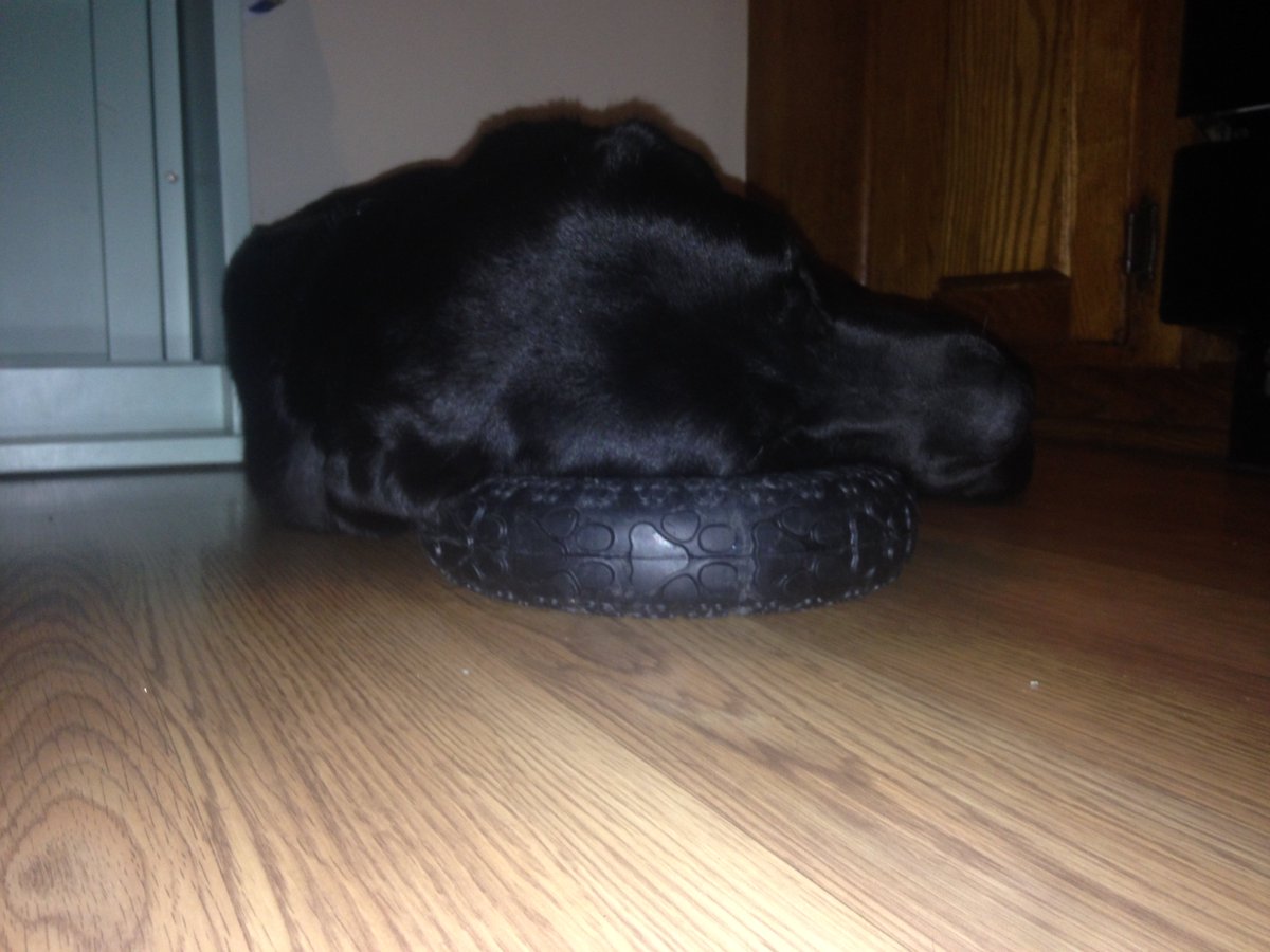 Petverse's tweet photo. Tubs loves his tire so much, he uses it as a pillow at nap time. Share your pet's #SundaySnuggles pictures with us. https://t.co/9acygH990i