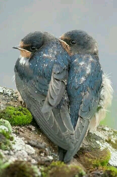 Swaminathan P tweet media