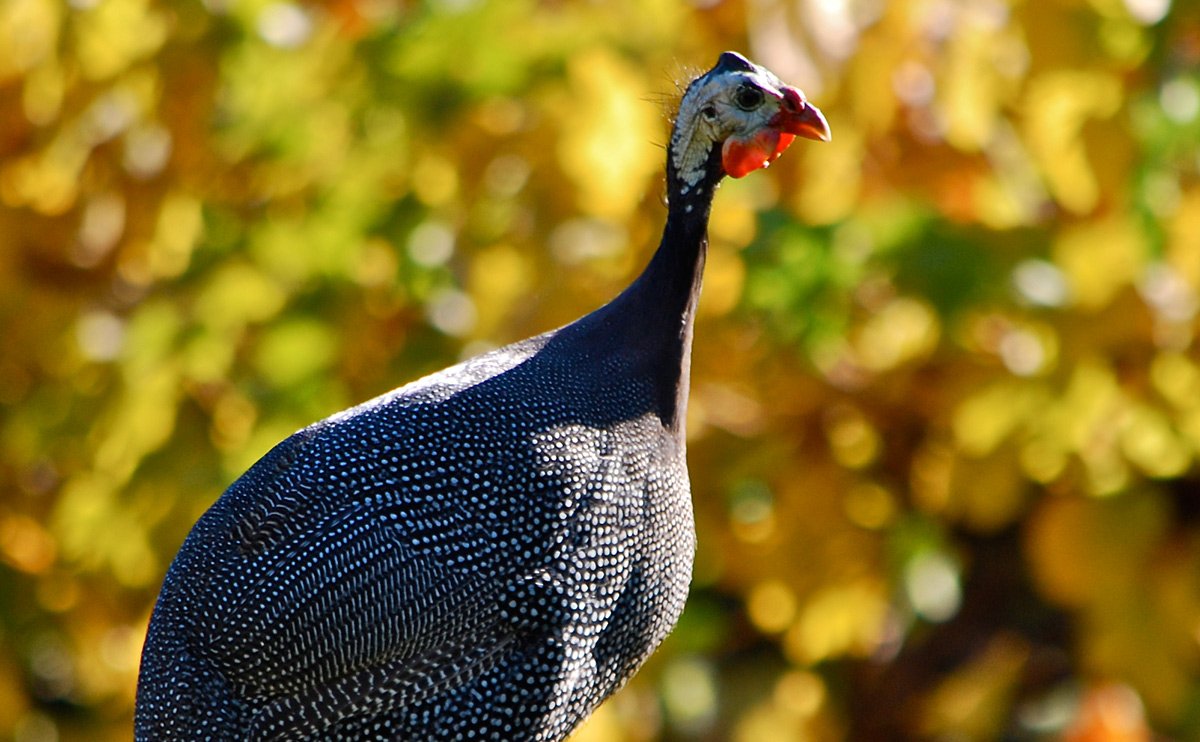 WhatTheFarmPod's tweet photo. Guinea Fowl: Your Overlooked Backyard Buddy - Modern Farmer https://t.co/2AMzzSDYvP https://t.co/jNn6MwYjxe