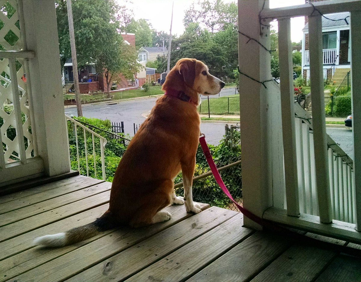 Paintbrush_Tail's tweet photo. Vigilance is key. #neighborhoodwatch #dogsoftwitter #isthatabird? @dogandpuplovers @dogcelebration https://t.co/21ppZ0rXhQ