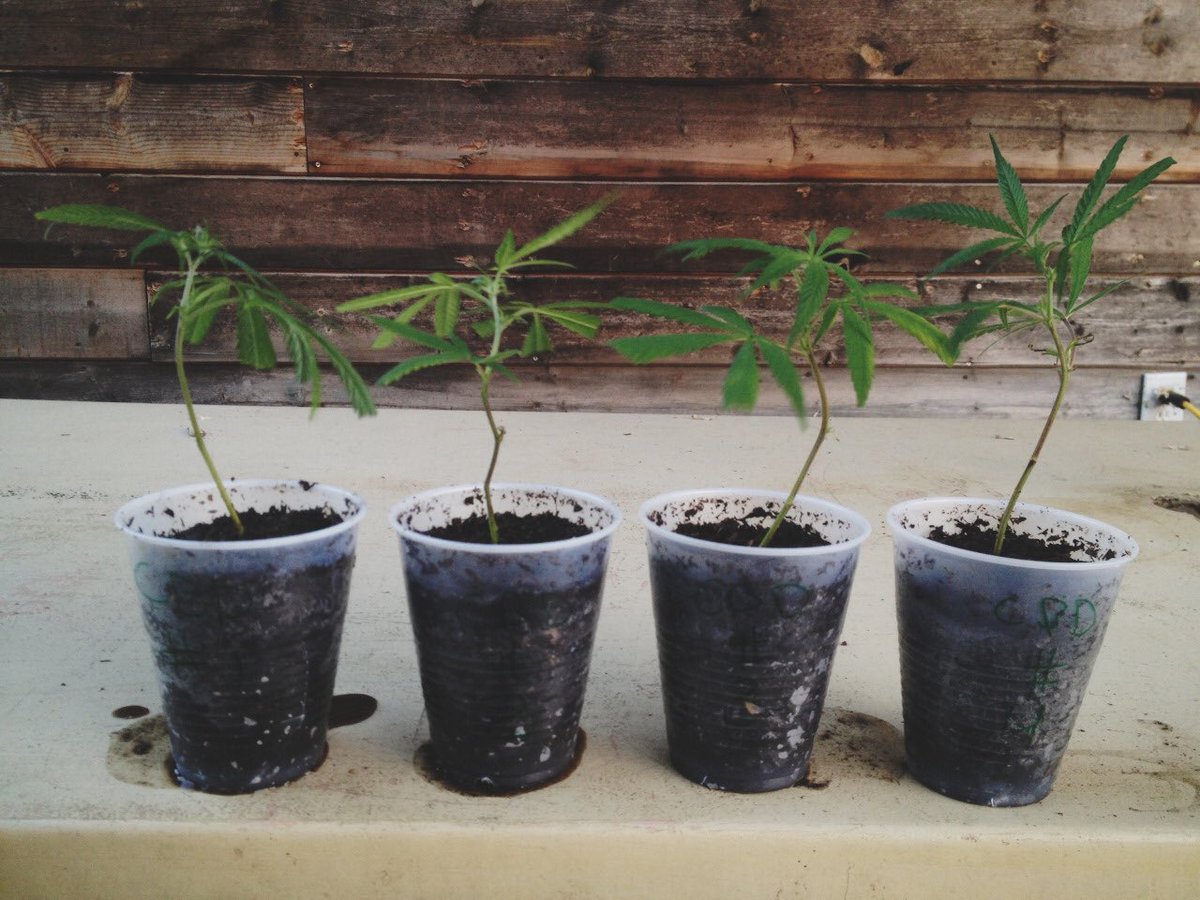 MarleyNatural's tweet photo. Today is a good day to plant something... https://t.co/5XX2D1XBZt