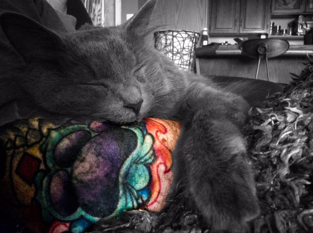 GilroyAshley's tweet photo. @TheEllenShow This is our rescued fur baby, Ella. https://t.co/4bviAHSDR3