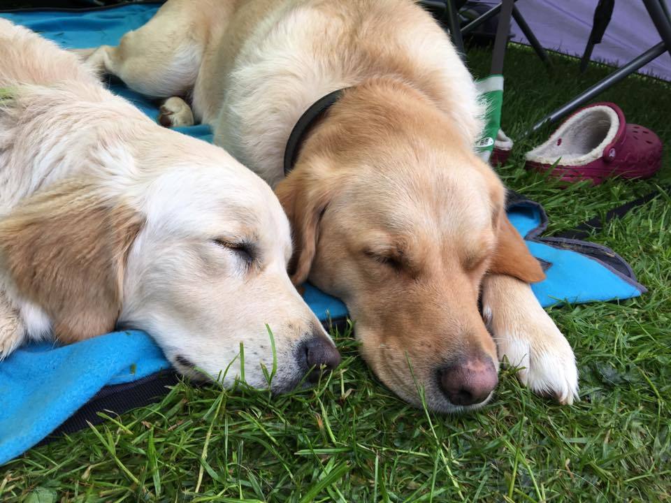Dogs for Good tweet media